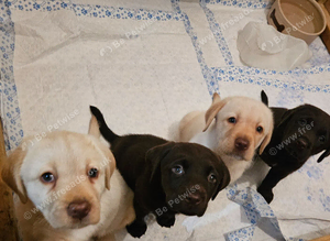 Big chunky yellow & chocolate pedigree bears seeking new families