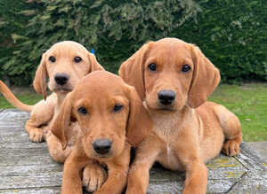 Fox red & Yellow Labrador Puppies