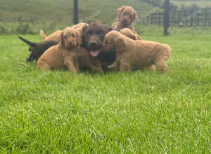 Cockapoo Puppies