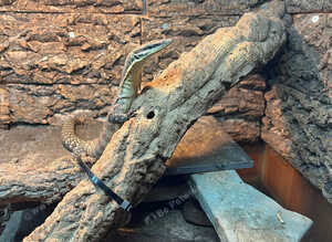 Kimberley Rock Monitor for sale