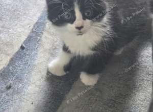 Kittens