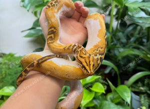 1.0 Caramel Pied Burmese Python