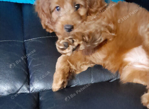 Cavapoo 17 weeks old
