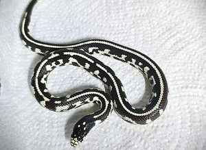 Californian King Snake babies
