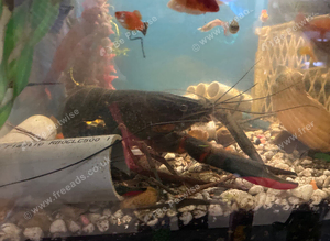 Red clow blue lobster