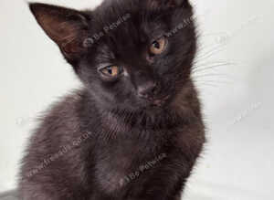 Playful Mixed Breed Kittens Ready Now