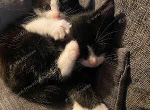 1 boy 1 girl black and white kittens