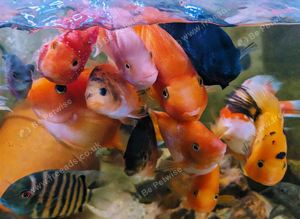 Cichlids for New waters