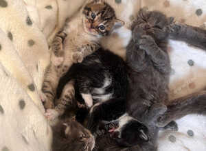4 kittens ragdoll/russian blue mixed