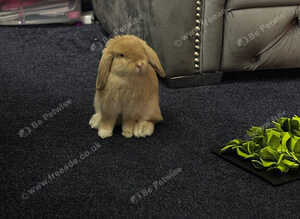 Girl Mini lop