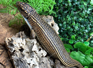 Sudan Plated at Birmingham Reptiles