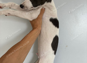 Whippet pup