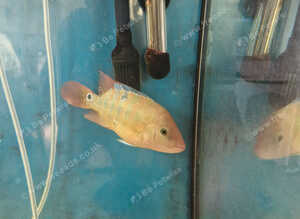 Fish for sale
