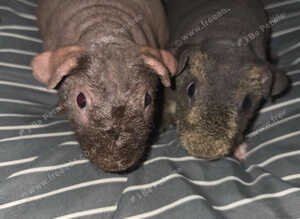 Skinny guinea pigs