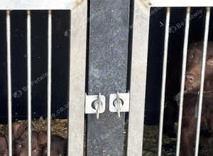 Patterdale terriers