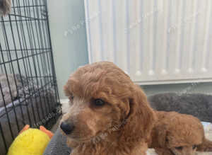 Red toy poodle puppies