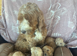 Cockapoo pups