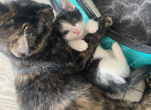 kitten