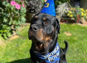 Rottweiler x Mastiff available for Stud!!
