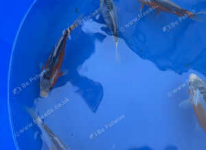 Shusui koi 6-8 inches