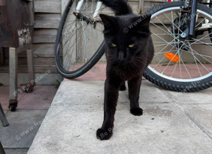 Black American bobtail