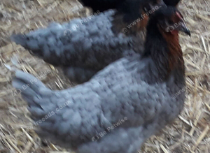 Coloured hybrids pullets 16to18 weeks