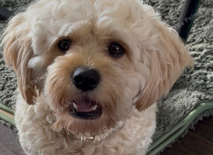 f1 cavapoo stud