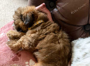 Shih Tzu girl for sale
