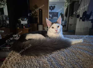 Stunning Pure Maine Coon Kitten