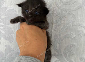 Maine coon x ragdoll black smoke female