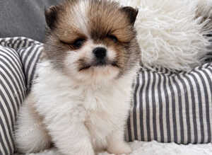 Sweet little quality Pomeranians