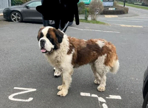 Fantastic Saint bernard stud