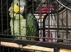 Amazon parrot