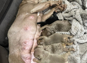 REDUCED! Last Fluffy & Pink frenchie