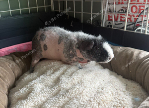 2 x boy skinny pigs