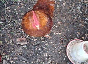 Bantam Cockeral