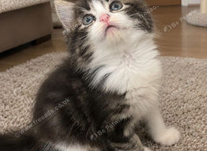 Beautiful Persian kittens