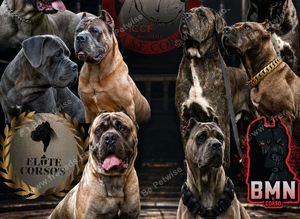Grand champion, health tested formentino pups