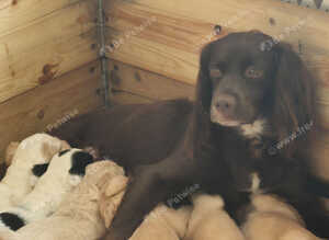 Working springer spaniels