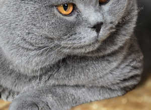 TICA Registered Blue Stud