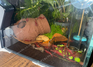 Red cherry shrimp medium-high grade