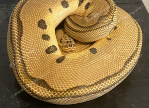 Royal pythons
