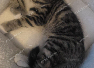 Mixed Bengal cat