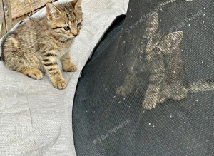 Beautiful playfull kittens for sale x 4 &pound;50