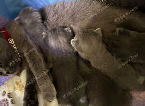 British blue kittens