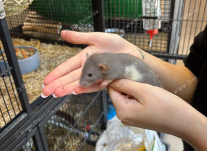 Fancy and dumbo rats new  litters 24/8 ready