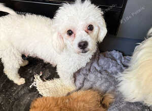 Pompoo teddy bears