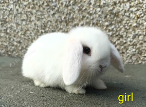 mini lop rabbit