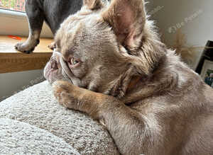 Fluffy French bulldog