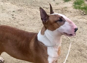 I have English bull terrier proven stud dogs